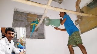Birds Medicines Care Treatment Tips / How to care Sick bird Parrot / How to keep ill birds parrots.