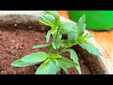 how to grow almond tree from store bought almonds #gardening #timelapse #growwhatyoueat #almond