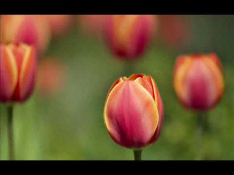 Ei Phool Phulibor Botor এই ফুল ফুলিবৰ বতৰ । Bonoriya Phool