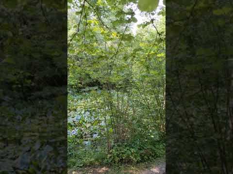 The Evening Chorus in Sindelfingen, Germany