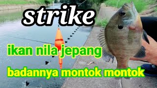 Download lagu MANCING DI SUNGAI JEPANG ||strike ikan nila ciri khas jepang mp3