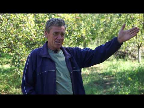 Autohtone vrste Srbije ep. 33 10.10.2019. Šarunka, jabuka, sorta