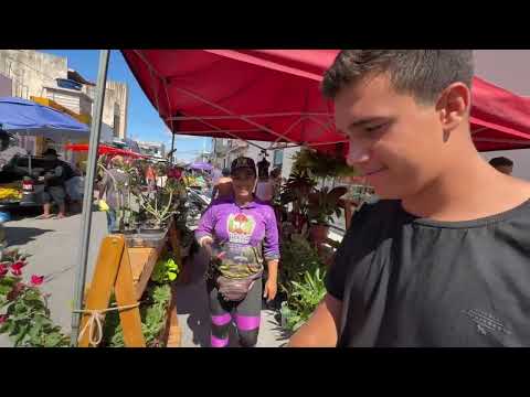 Feira Livre em São José  da Tapera - AL 03 - 10 - 2026 #nordeste 