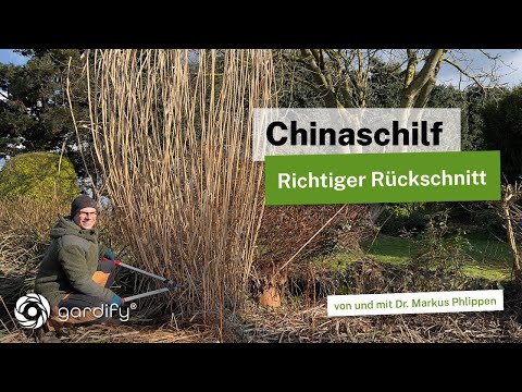 Cutting Chinese silver grass (Miscanthus): When should you cut and how deep should you cut?