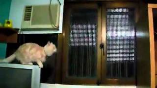 Leopold  the Amazing Leaping Cat