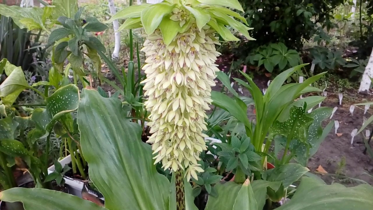 Эвкомис Eucomis Bicolor. #мойсад #эвкомис #2017