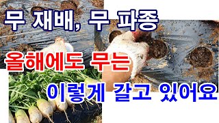 무 재배, 무 파종. 올해에도 무는 이렇게 갈고 있어요- 무심기, 무 씨앗 파종, 무씨 뿌리기, 무 갈기, …