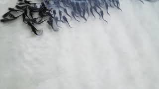 preview picture of video 'Baby Catfish (Bayi Ikan Sembilang) Di pulau Sugi, Kepri Indonesia'