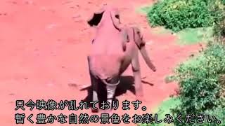 最初の草むらでレベル100にするポケモンルビー実況part5（保存版）