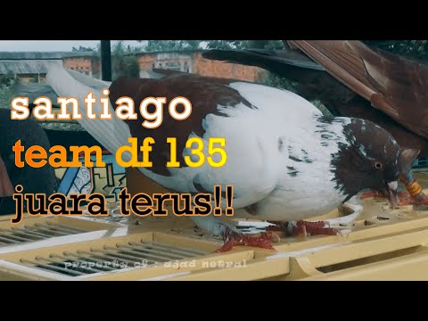 santiago team df 135 juara lagi!! || lapkol new tanjung sari.