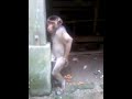 Vedio Lucu Bikin Ketawa