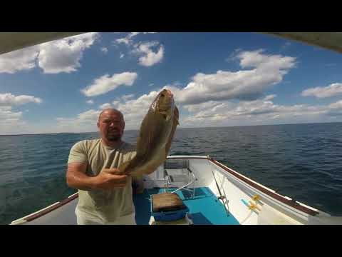 cod ling pollock hightlights of 2017