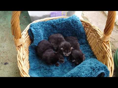 New Kittens 10 Days Old. Eyes Opening