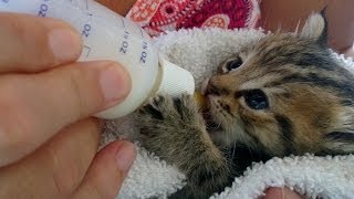 Kittens Being Bottle Fed - Super Cute