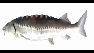 Cover art for i am just a fish