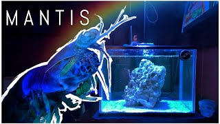 We Setup a Mantis Shrimp Tank!