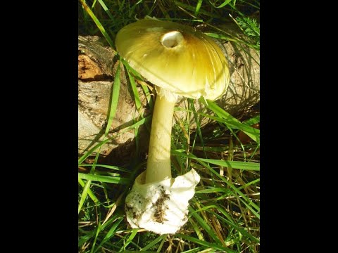What happens when you eat death cap mushrooms?  (Amanita Phalloides)