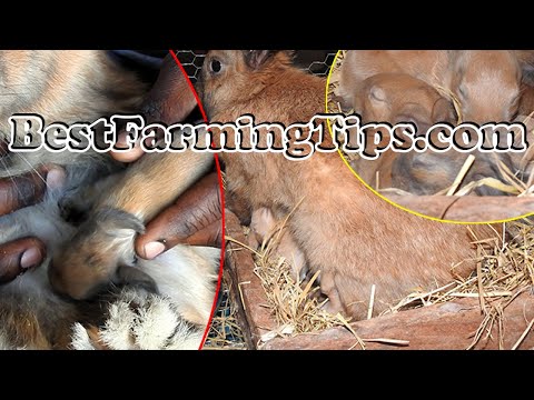 How to nurse newly born rabbits | What to do when mother rabbit is not breast feeding her baby kits