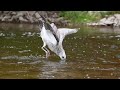 Ring Billed Gull Diving