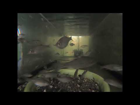 細胞育種による種の保存の進歩