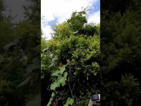 My choko vine in Sydney