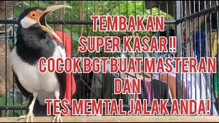 Download lagu Masteran Jalak Suren Full Isian Tembakan Serem KASAR mp3 Download lagu Masteran Jalak Suren Full Isian Tembakan Serem KASAR mp3