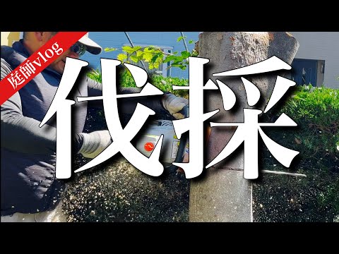 雄大なクレーンズビル 植物