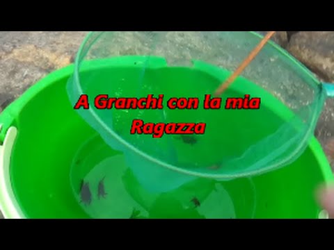 Che trattare un gattino helminths Chiarificazione che si pulisce da parassiti