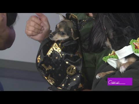 Animal Defense League | Great Day SA - YouTube