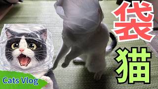 【CatsVlog】がっちゃん、猫さん袋遊び #猫動画 #可愛い猫 #保護猫
