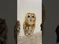 Tawny Owl Owl Calls And Sounds