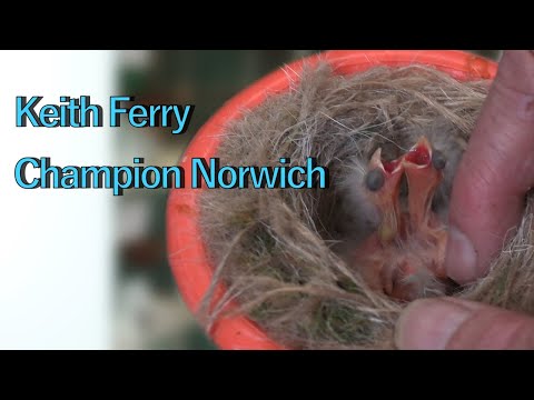 Champion Norwich Canary