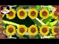 Babytv River Pond Ep 2 Silkmoths Silkworms