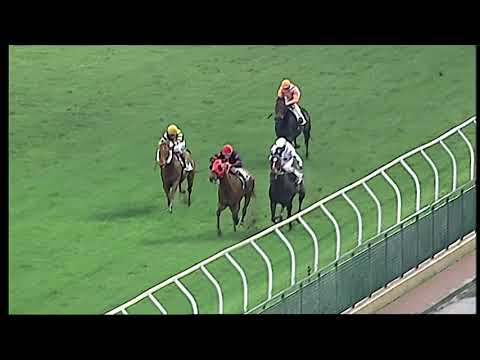 Napoli Galoppo 29/11/2021 - 5ª corsa