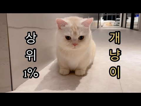 집사 말 알아듣는 천재 고양이 (역대급 개냥이)
