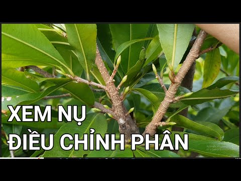 🔴QBS22264 - XEM NỤ TO NHỎ ĐIỀU CHỈNH LƯỢNG PHÂN BÓN | CHĂM SÓC MAI VÀNG MIỀN BẮC THÁNG 8 | CHĂM MAI