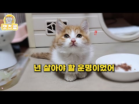 한밤 밥자리에 숨어 있던 새끼고양이, 순간의 선택으로 만든 기적.