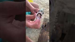 Catching fish, and one has a parasite!  #MondayDigs #TreasureFam #fishing #beach #wedigit