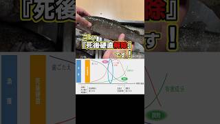 【釣り人必見】魚が本当に美味くなる「死後硬直解除」を知っていますか？