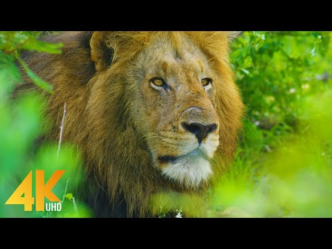 BEST OF AFRICA - African Wildlife Film - Amazing Animals in 4K UHD - Part #1