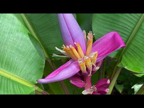 image : le jardin de Balata (rose) Martinique