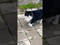 Gray Cat With Tuxedo Kitty Yelling At Someone A Lot Chat Gris Avec Tuxedo Minou Criant Beaucoup Apr�