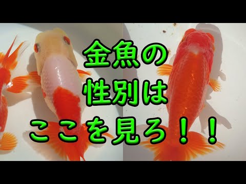 , title : '金魚繁殖に役立つ【豆知識】'