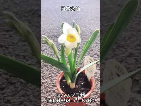 水仙を使った魅力的な装飾のアイデア 植物