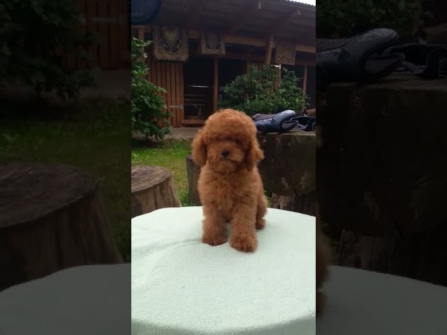 Toy Poodle cachorro en venta