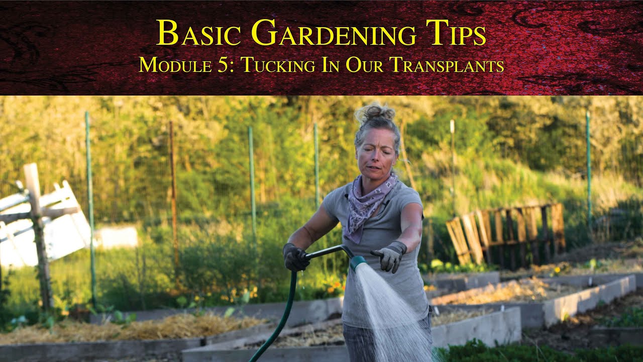 Basic Gardening Tips - Module 5: Tucking in our transplants
