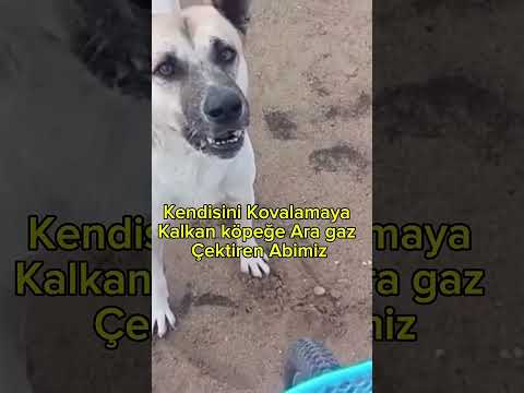 Videonun sonuna kaçırma 😂 #ytdayibenionecikarnolur