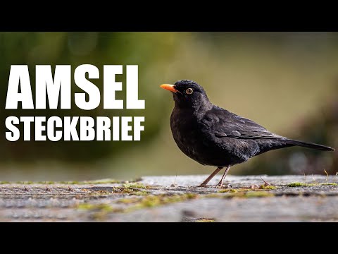 Die Amsel - Steckbrief (Aussehen, Gesang und mehr)