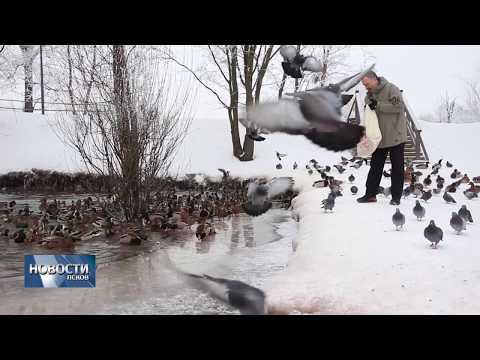 23.01.2019 / Псковичи могут не беспокоиться за жизнь пернатых на Мирожке