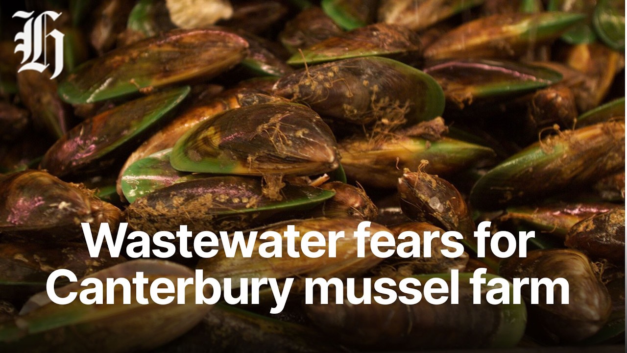 Mussel farmer fears for his livelihood over Christchurch's wastewater ocean dumping plan| Herald NOW